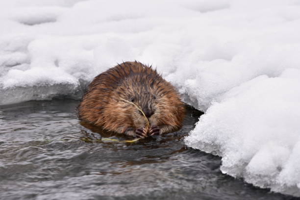 istock muskrat (Ondatra zibethicus) rodent 885860568