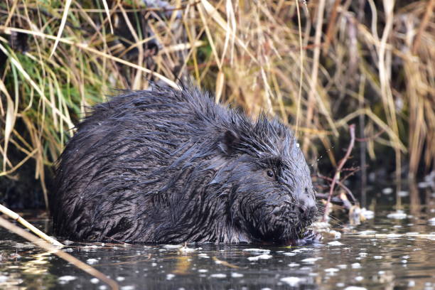 istock european beaver in winter time 885860876