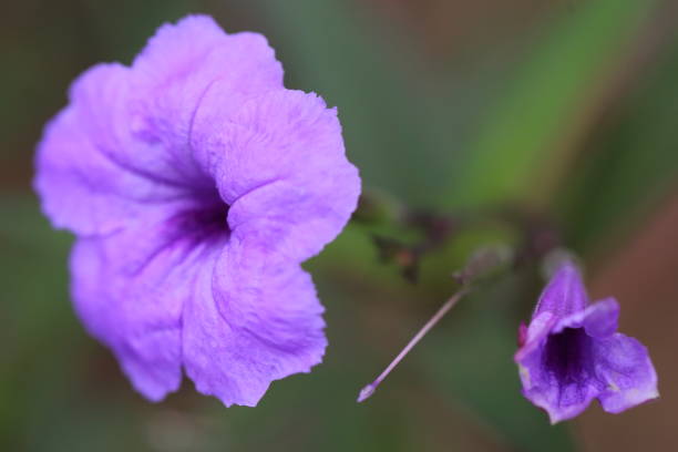 istock Background of natural flower 885881860
