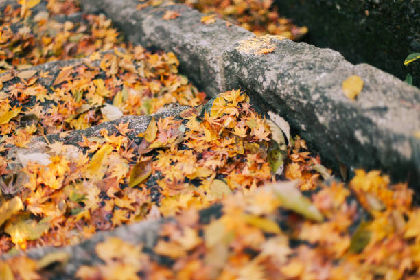 istock Fallen leaves and stairs 885902342