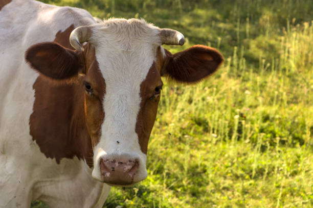 istock A cow grazing on a green meadow on a clear summer sunny day 885904978