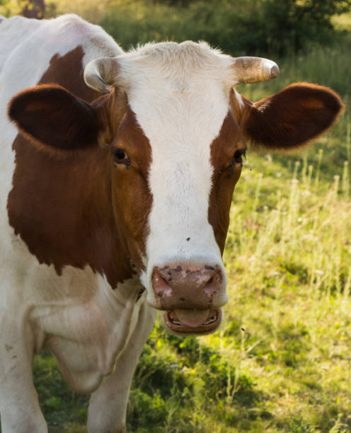 istock A cow grazing on a green meadow on a clear summer sunny day 885904998