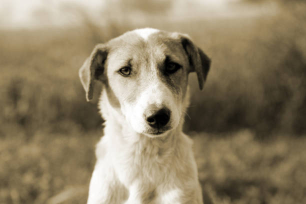 istock Young puppy portrait 885919570