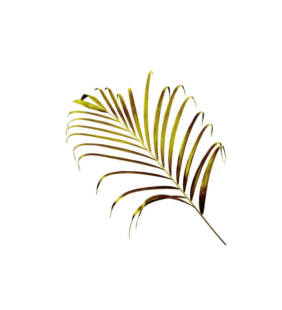 istock green leaf of palm tree isolated on white background 885919876