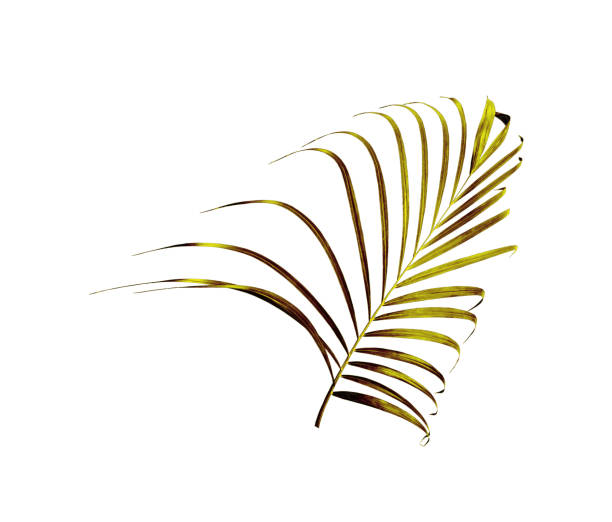 istock green leaf of palm tree isolated on white background 885919884