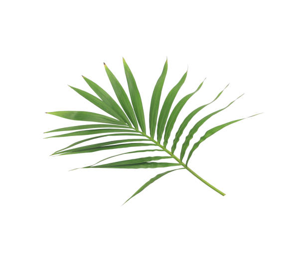istock green leaf of palm tree isolated on white background 885920222