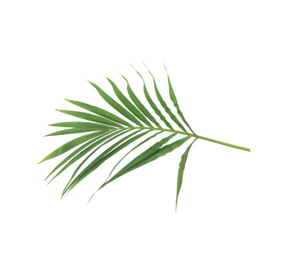 istock green leaf of palm tree isolated on white background 885920228