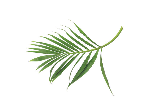 istock green leaf of palm tree isolated on white background 885920236