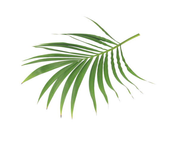 istock green leaf of palm tree isolated on white background 885920278