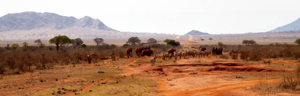 istock Elephants and zebras in the savannah in Kenya 885920448