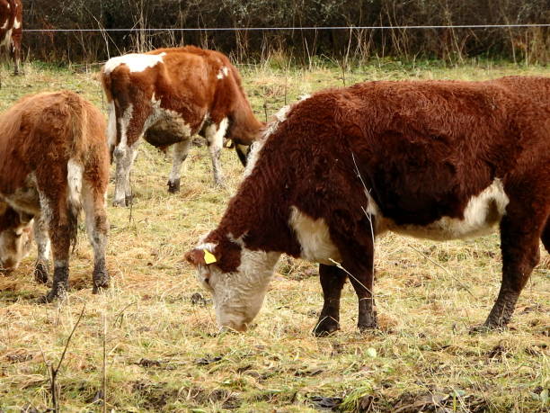 istock Cow grazing in the early winter 885925434