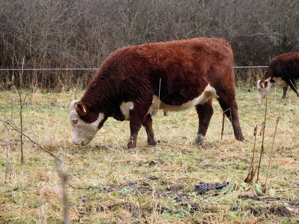 istock Cow grazing in the early winter 885925480
