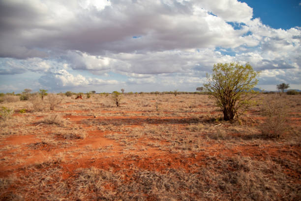 istock Scenery with red soil, trees, blue sky with white clouds, Kenya 885926048