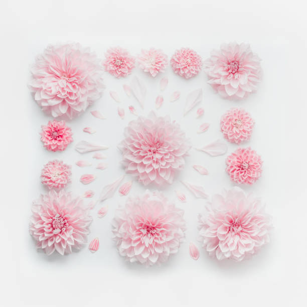 istock Pastel pink flowers composition on white desk background, top view, flat lay. 885926246