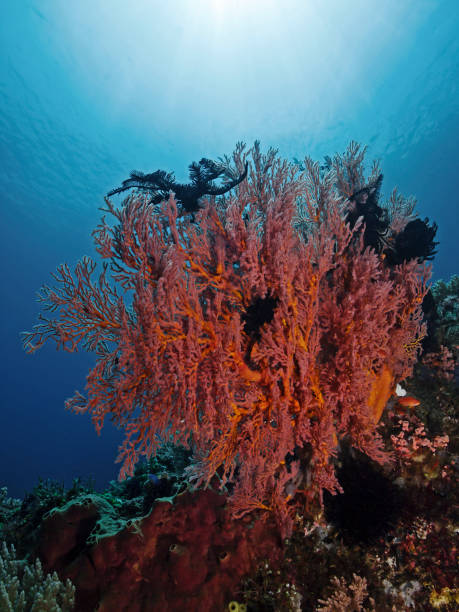 istock Red sea fan in the tropical reef 885928906