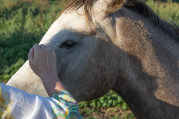 istock horse in close-up 885929300