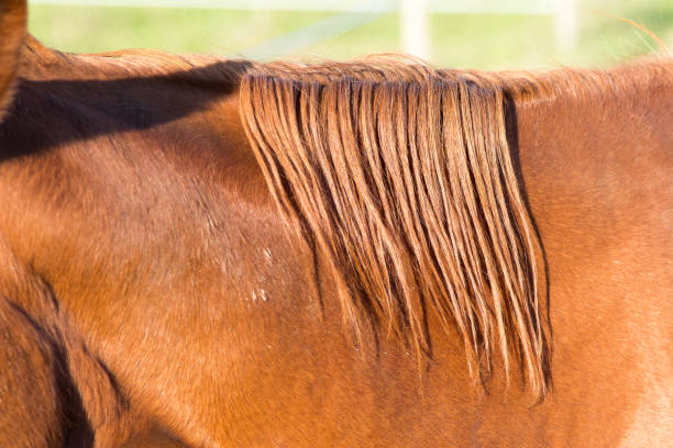 istock horse in close-up 885929332