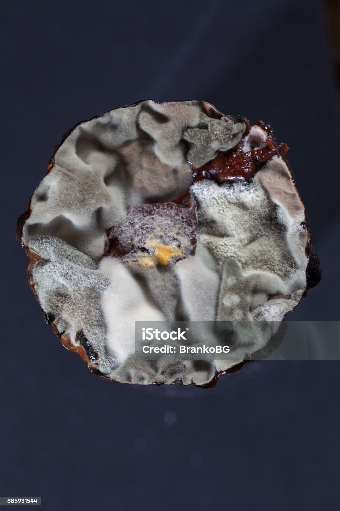 mildew on the cake old cake covered with mold, note shallow depth of field Bacterium Stock Photo