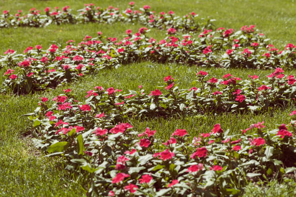 istock flowers in the park 885934882