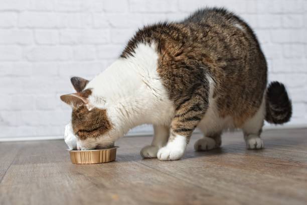 istock Old Tabby cat eating from a food dish 885935030