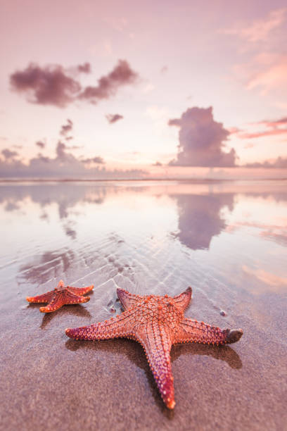 istock Two starfish on sea beach at sunset 885935364