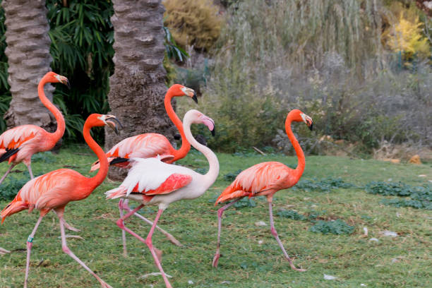istock A group of pink flamingos walking 885943948