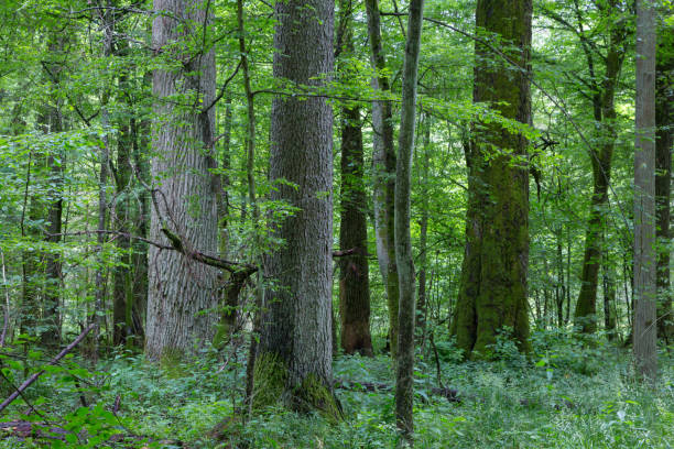 istock Old trees of primeval stand 885943954
