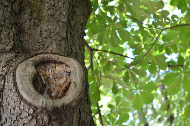 contraste de un hueco de árbol y hojas - tree hole bark brown fotografías e imágenes de stock