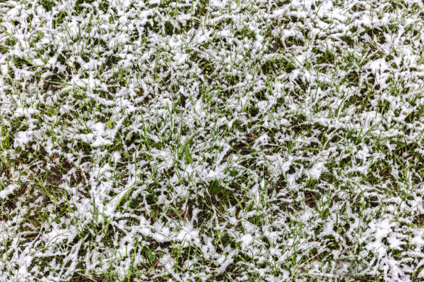 istock green grass lawn under snow. autumn background. 885944482