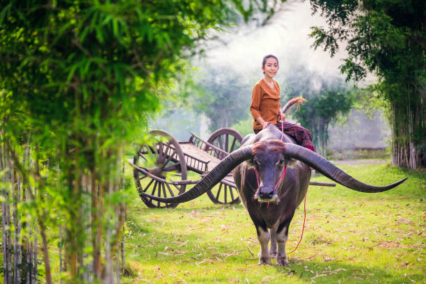istock lady rides A long horn buffalo 885944722