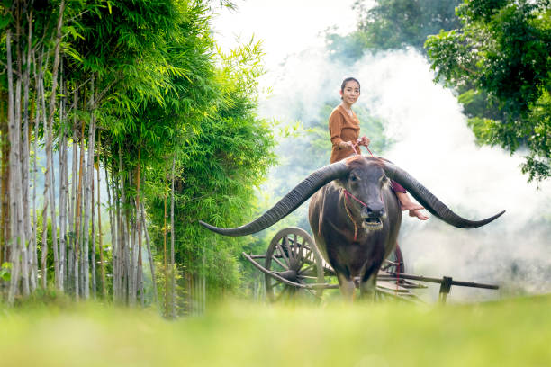 istock lady rides A long horn buffalo 885944848