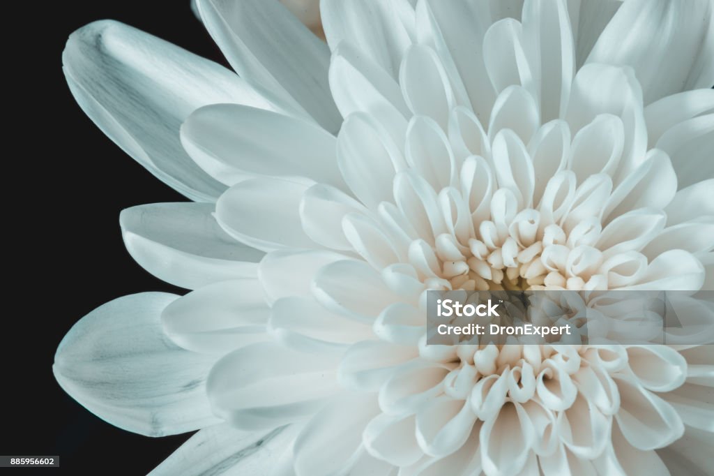 Nahaufnahme der Chrysantheme - Lizenzfrei Baumblüte Stock-Foto