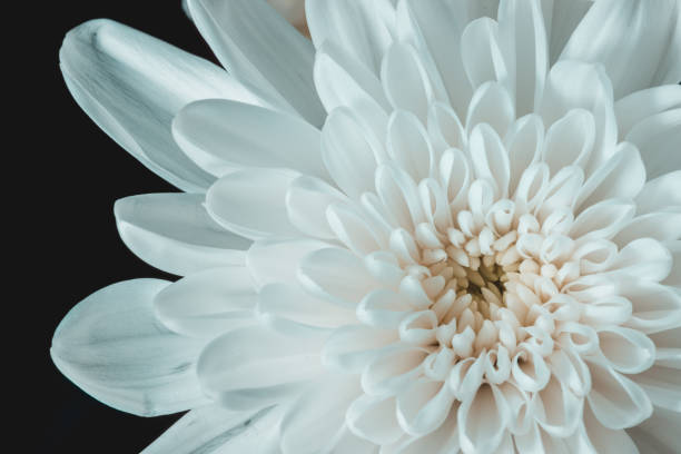 istock Close-Up Of Chrysanthemum 885956602