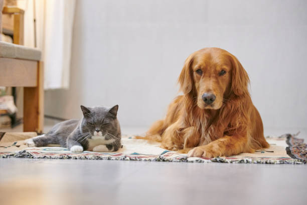 istock Golden retriever and British short cat 885964622