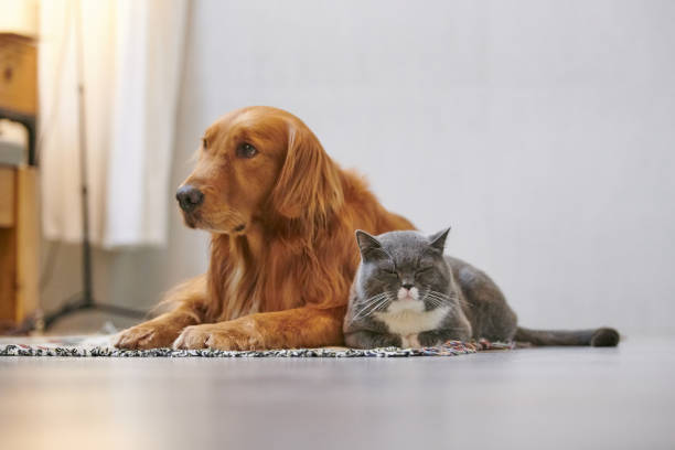 istock Golden retriever and British short cat 885964634