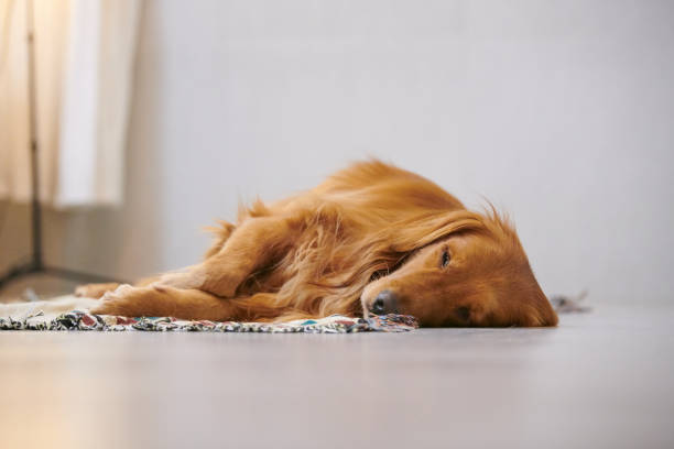 istock Golden Retriever to lie on the ground 885964638