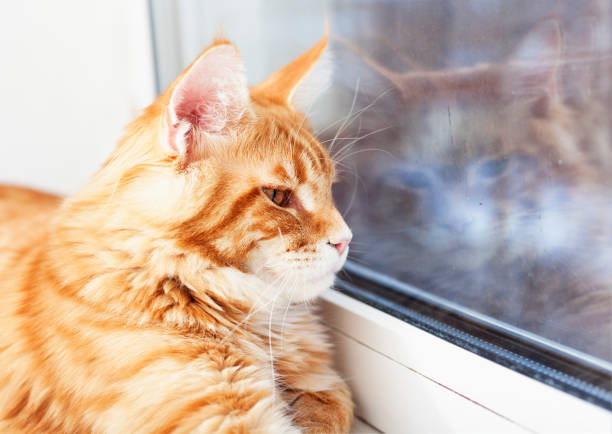 istock Red Maine Coon Cat Looking Out of Window 885964800