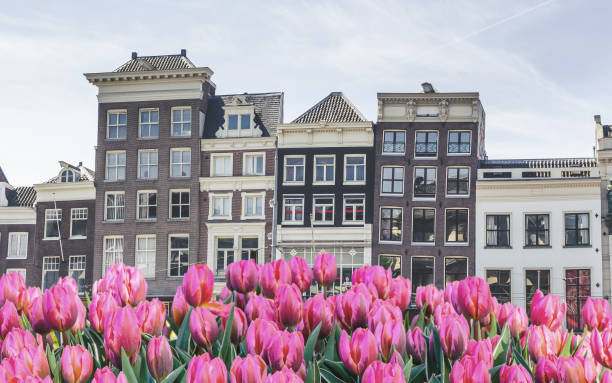 istock Traditional old buildings and tulips in Amsterdam, Netherlands 885965126