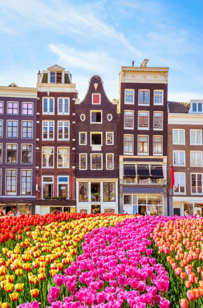 istock Traditional old buildings and tulips in Amsterdam, Netherlands 885965268