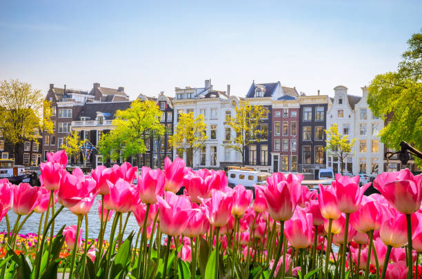 istock Traditional old buildings and tulips in Amsterdam, Netherlands 885965426