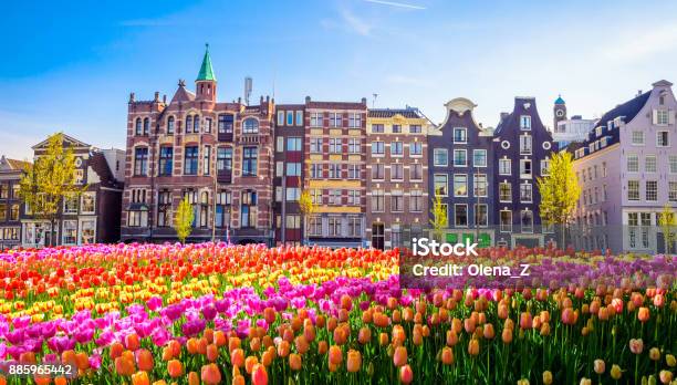 Traditional Old Buildings And Tulips In Amsterdam Netherlands Stock Photo - Download Image Now