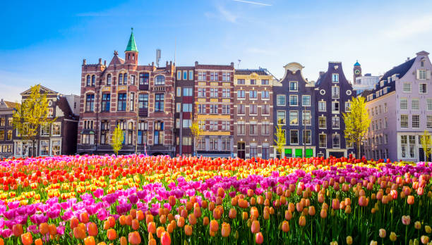 traditional old buildings and tulips in amsterdam, netherlands - spring tulip field flower imagens e fotografias de stock