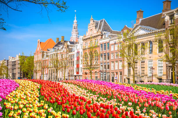 istock Traditional old buildings and tulips in Amsterdam, Netherlands 885965516