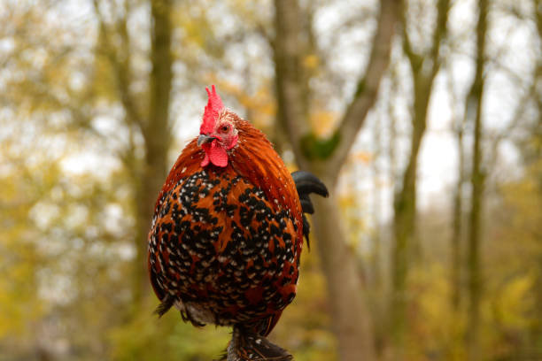 Speckled single Rooster mix breed of Bantam and mille fleur. \n