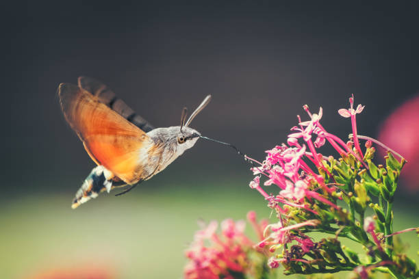 Hummingbird Hawk-moth butterfly sphinx insect flying on red valerian pink flowers in summer Hummingbird Hawk-moth (Macroglossum stellatarum) is eating nectar from red valerian flower with vibrant pink color flowers like a hummingbird. The Moro Sphinx or Sphinx Hummingbird is an insect belonging to the order Lepidoptera. It is a small Sphingidae. The Moro sphinx has a very long proboscis for foraging flowers hovering at how hummingbirds. It usually gathers nectar from flowers that other insects can not reach. Photography in selective focus of the insect flying during pollination process on red valerian flower plant in nature, during summer, spring season. pollination stock pictures, royalty-free photos & images