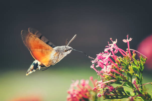 hummingbird hawk-moth butterfly sphinx insect flying on red valerian pink flowers in summer - pollination imagens e fotografias de stock