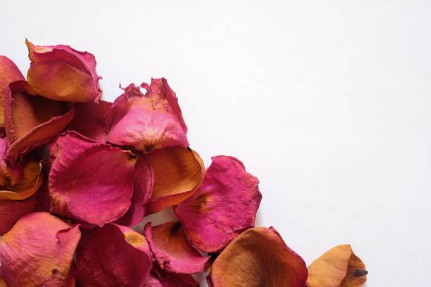 istock dry rose petals on white background 885968410
