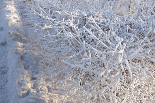 istock Hoarfrost on the crowns of shrubs 885973284