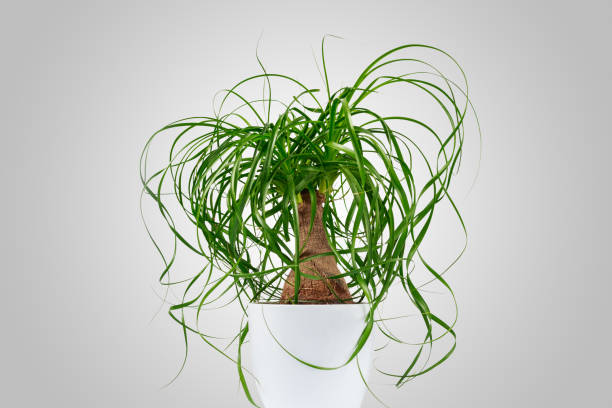 istock Potted evergreen ponytail palm (Beaucarnea Recurvata) isolated on grey background 885973422