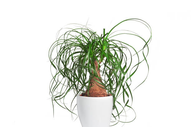 istock Potted evergreen ponytail palm (Beaucarnea Recurvata) isolated on white background 885973428